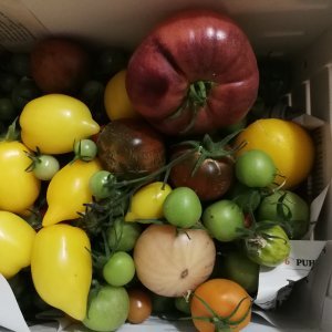 Tomaattilajikkeita kokeilussa