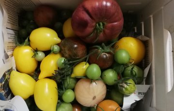 Tomaattilajikkeita kokeilussa