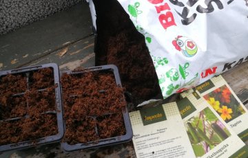 Vielä ehtii aloittaa taimikasvatuksen