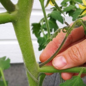 Tomaatin varkaiden poisto