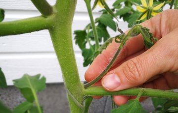 Tomaatin varkaiden poisto