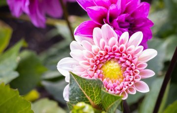 Daalian kasvatus ja hoito