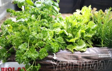 Kysely: Oman ruokalautasen kasvikset halutaan kasvattaa itse