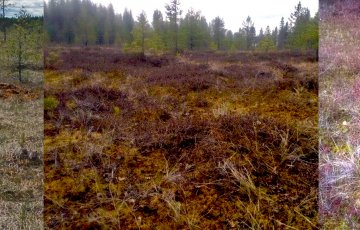 Sammaleesta maanomistajille tuhansien eurojen tuotto