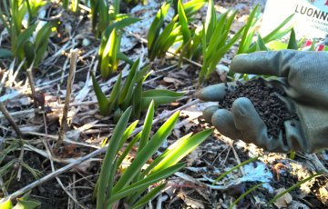 Pakkaskevät on armoton puutarhakasveille