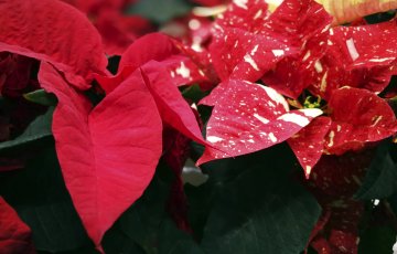 Älä laita kukkia joulukuusen viereen