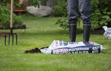 Nujerra nurmikon sammal