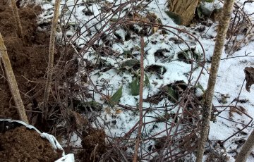 Älä unohda puutarhakasvien talvisuojausta