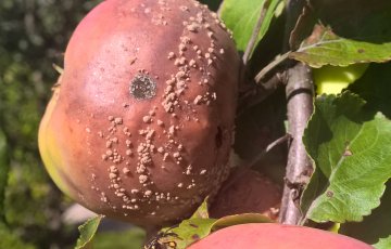 Ampiaiset lisäävät omenoita piinaavaa muumiotautia