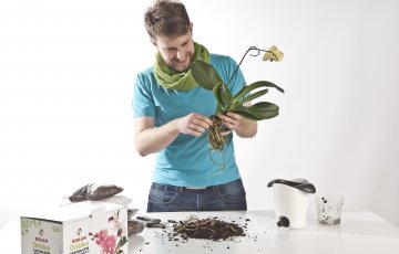 Näin hoidat orkideoita oikein