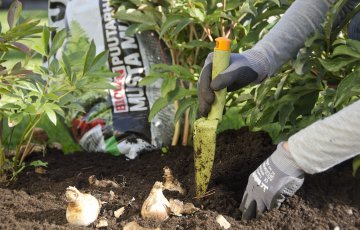 Vielä ehtii istuttaa kukkasipulit