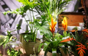 Jukkapalmun kevät alkaa jo helmikuussa