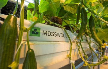 Kohta espanjalainen kurkku kasvaa suomalaisella sammalvillalla