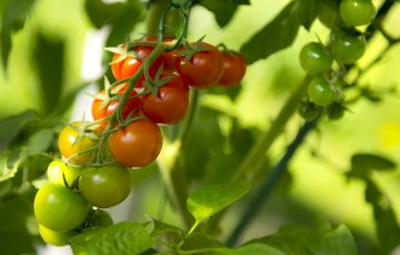 Kysely: Joka toinen nainen unelmoi tomaatin kasvattamisesta