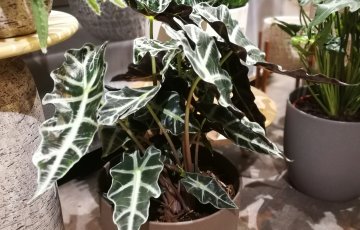 Tee huonekasvien määräaikaishuolto helmikuussa