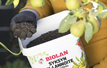 Lannoita puutarha nyt eikä silloin, kun lehdet tekevät jo kuolemaa