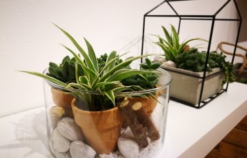 Talvella huonekasvien yleisin kuolinsyy on liikakastelu