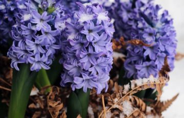 Kysely: Kukka on varma joululahjavalinta