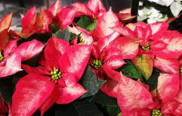 Vältä joulukukkien lakastuminen