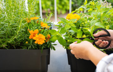 Omaa satoa parvekkeelta