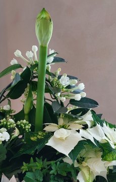 Vältä yleisimmät mokat joulukukkien hoidossa