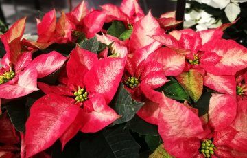 Kysely: Joulutähti on toivottu lahja