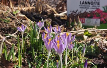 Älä laiminlyö lannoitusta – tänä keväänä puutarhakasvit kärsivät elintärkeän ravinteen puutteesta