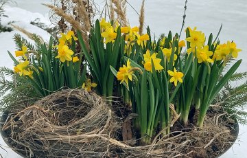 Älä kiirehdi puutarhan kevätsiivousta – kasvit voivat paleltua