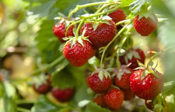 Pelasta mansikkasato kastelemalla