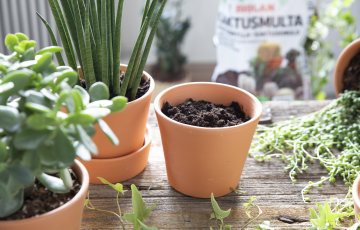 Ehosta talven riuduttamat viherkasvit