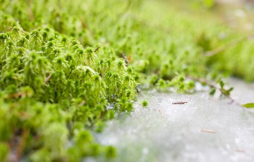 Biolan ottaa uusia askeleita kohti turpeetonta multapussia – tutkii ensimmäisenä Suomessa sammaleen viljelyä soilla