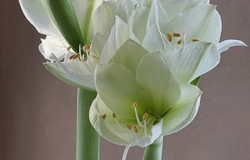 Kysely: Suomalaisten joulukukkasuosikit ovat ritarinkukka, joulutähti ja hyasintti