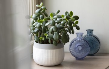 Vältä viherkasvien ränsistyminen