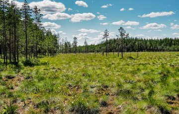 Voiko aurinkopuisto olla tulevaisuudessa myös hiilinielu? Biolan ja Better Energy tutkivat turvealueiden kasvittamisen hyötyjä