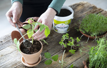 Tomaatin taimikasvatus onnistuu kotona, kylvä nyt
