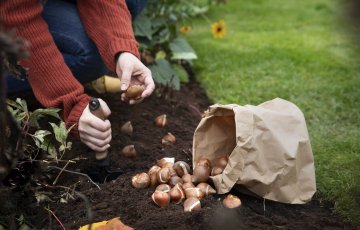 Kevään kukoistus varmistetaan nyt – 8 puutarhavinkkiä lokakuulle