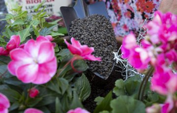 Istuta kesäkukat nyt ja nauti kukoistuksesta koko kesä