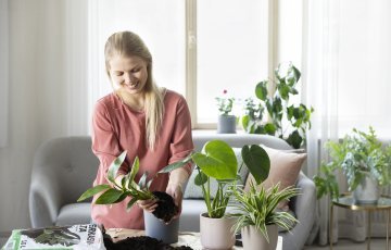 Pelasta nuupahtanut viherkasvi ‒ 7 askelta onnistuneeseen mullanvaihtoon