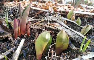 Marjapensaiden kevätleikkauksella on jo kiire