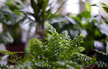 Vältä viherkasvien talvikuolema