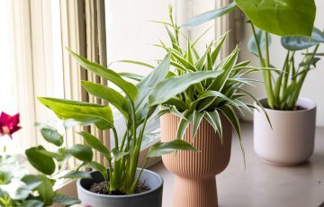 Siirry huonekasvien hoitorutiineissa talviaikaan