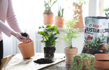 Viherkasvien mullanvaihtoaika on nyt