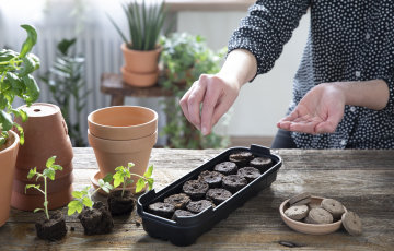Kylvä tomaatti nyt, saat kesällä omaa maukasta satoa
