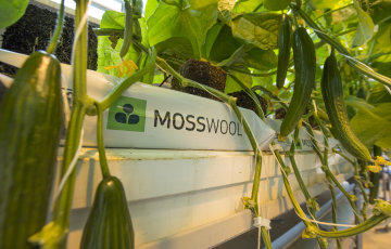 Suomalainen sammalkasvualusta Berliinin messujen innovaatiokilpailun finaaliin