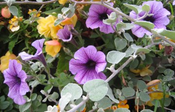 Kotipuutarha ilman kesäkukkaa on harvinaisuus