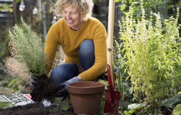 Älä anna pakkasyön nujertaa puutarhan kasveja