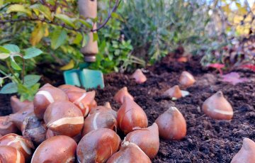 Nyt on tulppaanien istutusaika