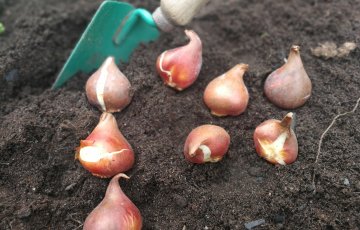 Ensi kevään narsisseilla on jo kiire