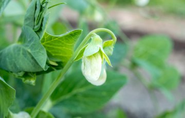 Kasvimaan perustaminen