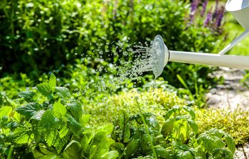 Kastele puutarha oikein